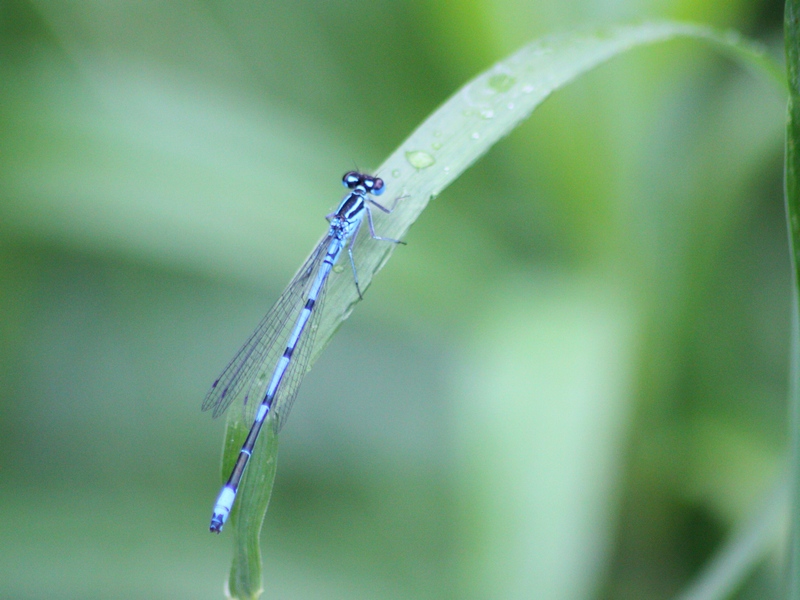 Aiuto ID odonata - Coenagrion puella